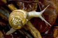 Hemiplecta sp.